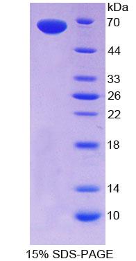 SCGF Protein - Recombinant  C-Type Lectin Domain Family 11, Member A By SDS-PAGE