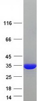 SCGN / Secretagogin Protein - Purified recombinant protein SCGN was analyzed by SDS-PAGE gel and Coomassie Blue Staining