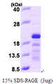 SCLIP / STMN3 Protein