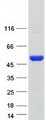 SCLY Protein - Purified recombinant protein SCLY was analyzed by SDS-PAGE gel and Coomassie Blue Staining