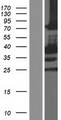 SCML1 Protein - Western validation with an anti-DDK antibody * L: Control HEK293 lysate R: Over-expression lysate