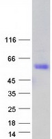 SCML1 Protein - Purified recombinant protein SCML1 was analyzed by SDS-PAGE gel and Coomassie Blue Staining