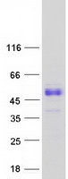 SCML1 Protein - Purified recombinant protein SCML1 was analyzed by SDS-PAGE gel and Coomassie Blue Staining