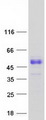 SCML1 Protein - Purified recombinant protein SCML1 was analyzed by SDS-PAGE gel and Coomassie Blue Staining