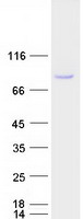 SCML2 Protein - Purified recombinant protein SCML2 was analyzed by SDS-PAGE gel and Coomassie Blue Staining
