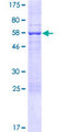 SCML4 Protein - 12.5% SDS-PAGE of human SCML4 stained with Coomassie Blue