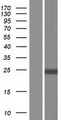 SCN1B Protein - Western validation with an anti-DDK antibody * L: Control HEK293 lysate R: Over-expression lysate