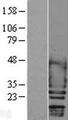 SCN2B Protein - Western validation with an anti-DDK antibody * L: Control HEK293 lysate R: Over-expression lysate
