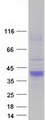 SCN3B Protein - Purified recombinant protein SCN3B was analyzed by SDS-PAGE gel and Coomassie Blue Staining