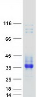 SCN4B Protein - Purified recombinant protein SCN4B was analyzed by SDS-PAGE gel and Coomassie Blue Staining