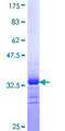 SCN9A / Nav1.7 Protein - 12.5% SDS-PAGE Stained with Coomassie Blue.