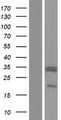 SCO2 Protein - Western validation with an anti-DDK antibody * L: Control HEK293 lysate R: Over-expression lysate