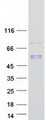 SCPEP1 / RISC Protein - Purified recombinant protein SCPEP1 was analyzed by SDS-PAGE gel and Coomassie Blue Staining