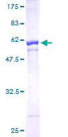 Scramblase / PLSCR1 Protein - 12.5% SDS-PAGE of human PLSCR1 stained with Coomassie Blue