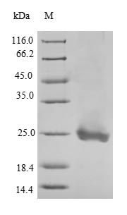 Scramblase / PLSCR1 Protein - (Tris-Glycine gel) Discontinuous SDS-PAGE (reduced) with 5% enrichment gel and 15% separation gel.