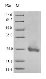 Scramblase / PLSCR1 Protein - (Tris-Glycine gel) Discontinuous SDS-PAGE (reduced) with 5% enrichment gel and 15% separation gel.