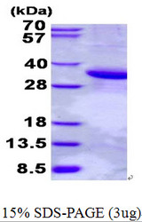 Scramblase / PLSCR1 Protein