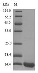 SCRG1 Protein - (Tris-Glycine gel) Discontinuous SDS-PAGE (reduced) with 5% enrichment gel and 15% separation gel.