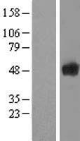 SCRN1 / Secernin 1 Protein - Western validation with an anti-DDK antibody * L: Control HEK293 lysate R: Over-expression lysate