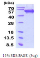 SCRN1 / Secernin 1 Protein