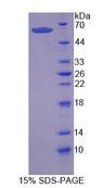 SCRN1 / Secernin 1 Protein - Recombinant Secernin 1 (SCRN1) by SDS-PAGE