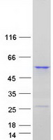 SCRN1 / Secernin 1 Protein - Purified recombinant protein SCRN1 was analyzed by SDS-PAGE gel and Coomassie Blue Staining