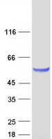 SCRN1 / Secernin 1 Protein - Purified recombinant protein SCRN1 was analyzed by SDS-PAGE gel and Coomassie Blue Staining
