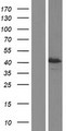 SCRN2 / Ses2 Protein - Western validation with an anti-DDK antibody * L: Control HEK293 lysate R: Over-expression lysate