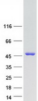 SCRN2 / Ses2 Protein - Purified recombinant protein SCRN2 was analyzed by SDS-PAGE gel and Coomassie Blue Staining