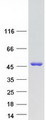 SCRN2 / Ses2 Protein - Purified recombinant protein SCRN2 was analyzed by SDS-PAGE gel and Coomassie Blue Staining