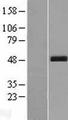 SCRN3 Protein - Western validation with an anti-DDK antibody * L: Control HEK293 lysate R: Over-expression lysate