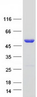 SCRN3 Protein - Purified recombinant protein SCRN3 was analyzed by SDS-PAGE gel and Coomassie Blue Staining