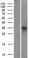 SCRT1 / SCRT Protein - Western validation with an anti-DDK antibody * L: Control HEK293 lysate R: Over-expression lysate