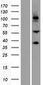 SCUBE3 Protein - Western validation with an anti-DDK antibody * L: Control HEK293 lysate R: Over-expression lysate