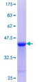 SCUBE3 Protein - 12.5% SDS-PAGE Stained with Coomassie Blue.