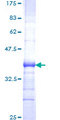 SCUBE3 Protein - 12.5% SDS-PAGE Stained with Coomassie Blue.