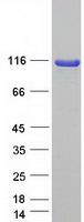 SCYL1 / NTKL Protein - Purified recombinant protein SCYL1 was analyzed by SDS-PAGE gel and Coomassie Blue Staining