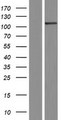 SCYL2 Protein - Western validation with an anti-DDK antibody * L: Control HEK293 lysate R: Over-expression lysate