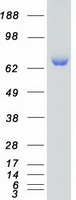 SCYL3 Protein - Purified recombinant protein SCYL3 was analyzed by SDS-PAGE gel and Coomassie Blue Staining