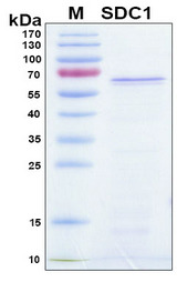SDC1 / Syndecan 1 / CD138 Protein - SDS-PAGE under reducing conditions and visualized by Coomassie blue staining