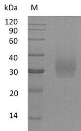 SDC2 / Syndecan 2 Protein - (Tris-Glycine gel) Discontinuous SDS-PAGE (reduced) with 5% enrichment gel and 15% separation gel.