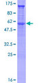 SDC2 / Syndecan 2 Protein - 12.5% SDS-PAGE of human SDC2 stained with Coomassie Blue