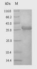 SDC4 / Syndecan 4 Protein - (Tris-Glycine gel) Discontinuous SDS-PAGE (reduced) with 5% enrichment gel and 15% separation gel.