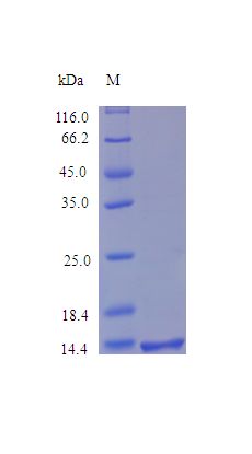 SDC4 / Syndecan 4 Protein