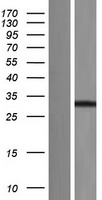 SDCBP / Syntenin Protein - Western validation with an anti-DDK antibody * L: Control HEK293 lysate R: Over-expression lysate