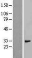 SDCBP / Syntenin Protein - Western validation with an anti-DDK antibody * L: Control HEK293 lysate R: Over-expression lysate