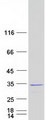 SDCBP / Syntenin Protein - Purified recombinant protein SDCBP was analyzed by SDS-PAGE gel and Coomassie Blue Staining