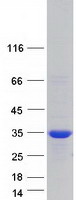 SDCBP / Syntenin Protein - Purified recombinant protein SDCBP was analyzed by SDS-PAGE gel and Coomassie Blue Staining