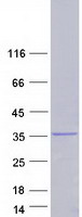 SDCBP / Syntenin Protein - Purified recombinant protein SDCBP was analyzed by SDS-PAGE gel and Coomassie Blue Staining