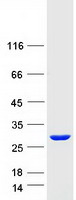 SDCBP2 / Syntenin 2 Protein - Purified recombinant protein SDCBP2 was analyzed by SDS-PAGE gel and Coomassie Blue Staining